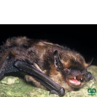 گونه خفاش سروتین شمالی Northern Bat 